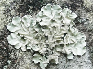 Tiềm năng hỗ trợ điều trị mụn trứng cá của cao chiết từ địa y